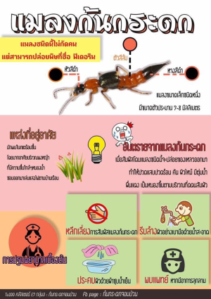 กิจกรรมข่าวประชาสัมพันธ์ แมลง ก้นกระดก ขององค์การบริหารส่วนตำบลยางสักกระโพหลุ่ม อำเภอม่วงสามสิบ จังหวัดอุบลราชธานี