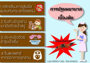 แมลงก้นกระดก อันตรายอย่างไร โดยองค์การบริหารส่วนตำบลยางสักกระโพหลุ่ม